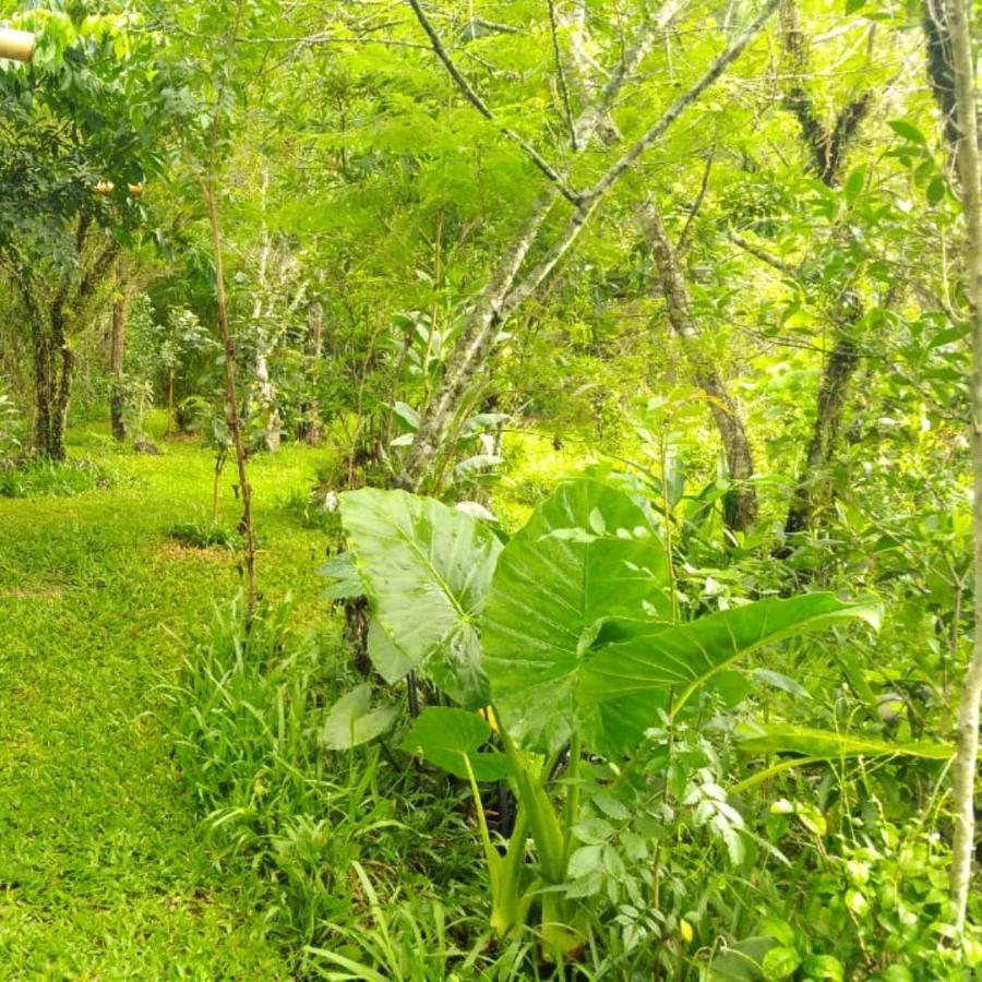 Sitio Sapiranga Daire Dış mekan fotoğraf